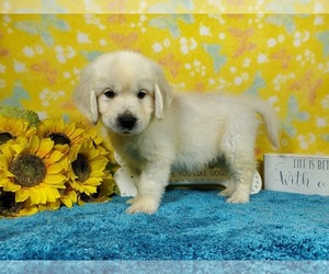 English Cream Golden Retriever Puppy for Sale in COLORADO SPRINGS, Colorado USA