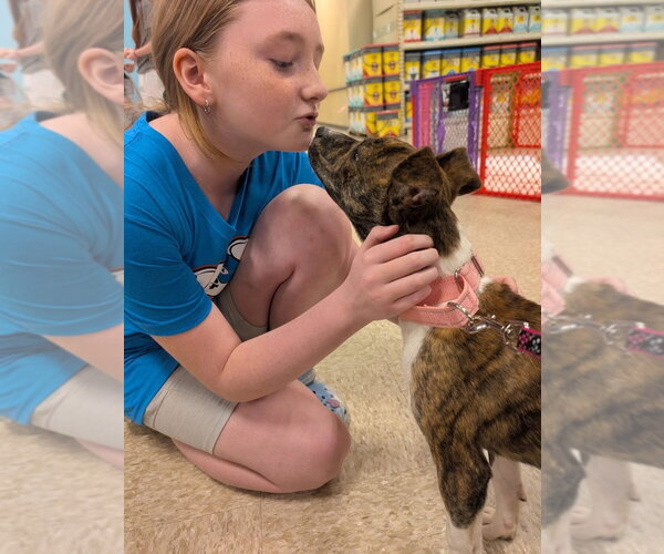 Medium Photo #3 Mutt Puppy For Sale in Wenonah, NJ, USA