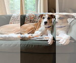 Small Photo #4 Mutt Puppy For Sale in Greenville, SC, USA