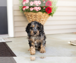 Small #2 Cocker Spaniel-Poodle (Miniature) Mix