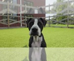 Small #2 Mutt