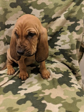 Medium Photo #2 Bloodhound Puppy For Sale in FAYETTEVILLE, NC, USA