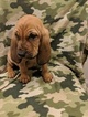 Small Photo #2 Bloodhound Puppy For Sale in FAYETTEVILLE, NC, USA