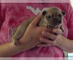 Small Photo #13 French Bullhuahua Puppy For Sale in SPRAGGS, PA, USA