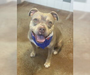 Celine Dion - Female American Pit Bull Terrier Dog for Adoption - Photo #7
