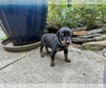 Puppy Blue Doberman Pinscher