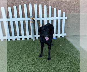 Medium Labrador Retriever