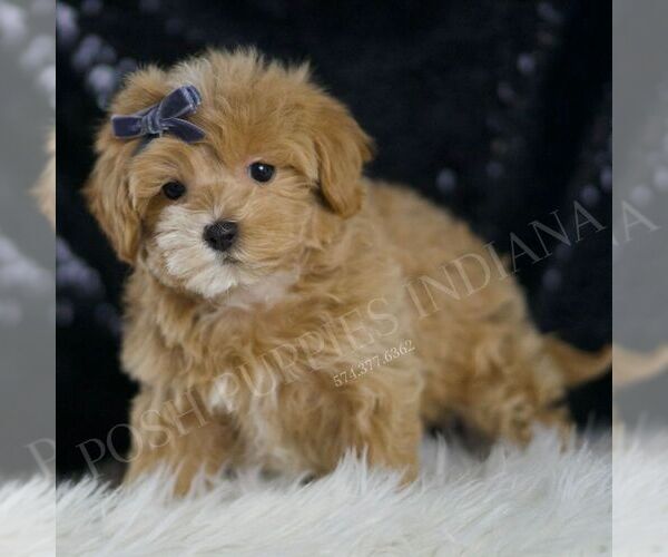 Medium Photo #3 Maltipoo Puppy For Sale in WARSAW, IN, USA