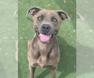 Staffordshire Bull Terrier-Weimaraner Mix Dogs for adoption in Texas City, TX, USA