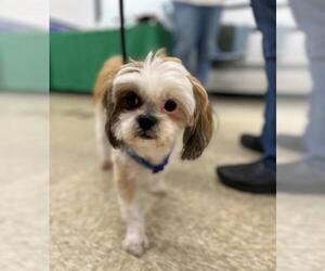 Shih Tzu Dogs for adoption in Minneapolis, MN, USA