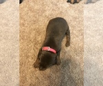 Small Photo #2 Doberman Pinscher Puppy For Sale in N FAIRFIELD, OH, USA