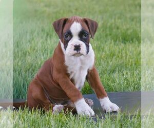 Boxer Puppy for sale in HONEY BROOK, PA, USA