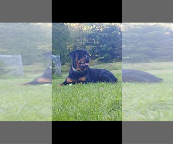 Medium Photo #2 Rottweiler Puppy For Sale in EAST WILLINGTON, CT, USA
