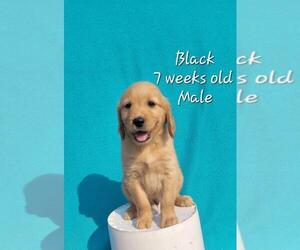 Golden Retriever Puppy for sale in COULEE CITY, WA, USA