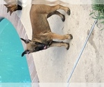 Small Photo #8 Belgian Malinois Puppy For Sale in HARKER HEIGHTS, TX, USA