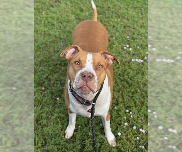 Medium Photo #1 American Staffordshire Terrier Puppy For Sale in Fort Lauderdale, FL, USA