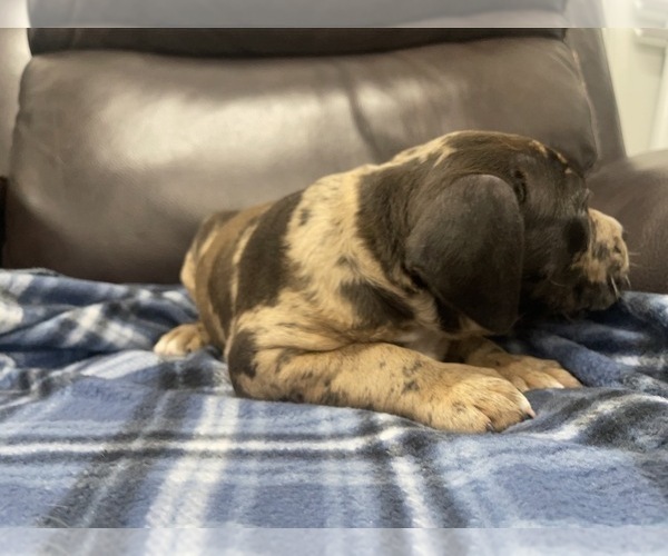 Medium Photo #155 American Bully Puppy For Sale in REESEVILLE, WI, USA