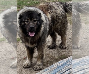 Father of the Caucasian Shepherd Dog puppies born on 09/02/2022