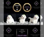 Small Photo #104 Maltipoo Puppy For Sale in WARSAW, IN, USA