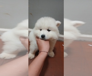 Samoyed Puppy for sale in DETROIT, MI, USA