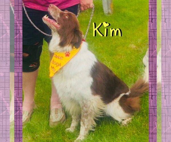 Medium Photo #1 Border Collie-Unknown Mix Puppy For Sale in Red Lodge, MT, USA