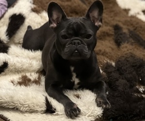Mother of the French Bulldog puppies born on 08/01/2023