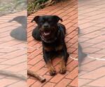 Small #7 Rottweiler