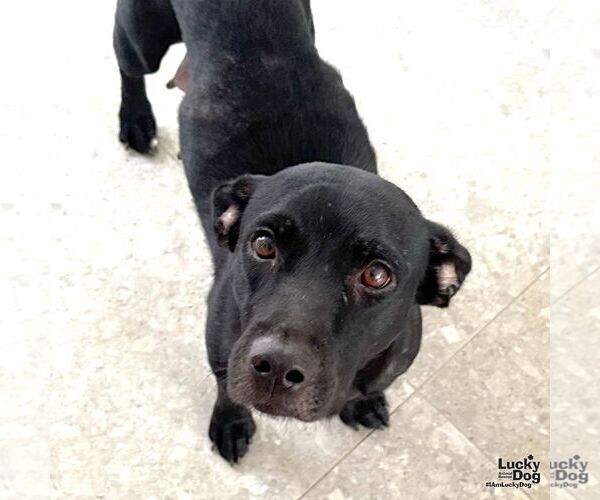 Medium Photo #2 Chihuahua-Unknown Mix Puppy For Sale in Washington, DC, USA