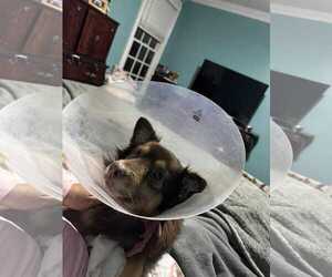 Chihuahua-Unknown Mix Dogs for adoption in Holly Springs, NC, USA