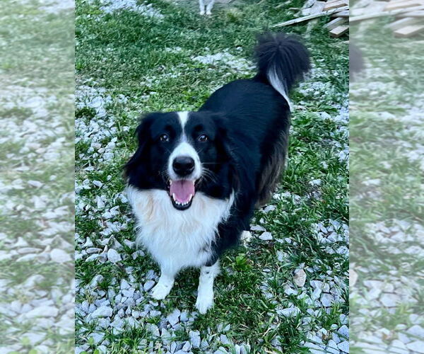 Medium Photo #3 Border Collie Puppy For Sale in Cromwell, KY, USA