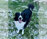 Small #2 Border Collie