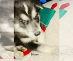 Small Photo #12 Siberian Husky Puppy For Sale in WASHBURN, WI, USA