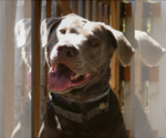 Small #5 Labrador Retriever Mix