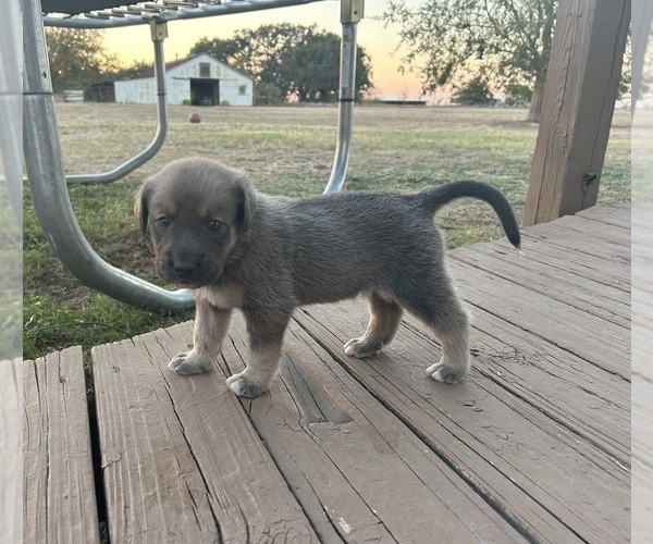Medium Photo #12 Labrenees Puppy For Sale in BELTON, TX, USA