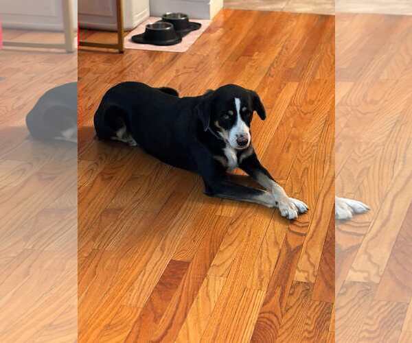 Medium Photo #2 Greater Swiss Mountain Dog-Unknown Mix Puppy For Sale in Rockaway, NJ, USA