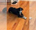 Small #1 Greater Swiss Mountain Dog Mix