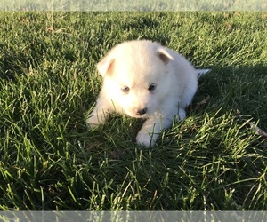 Shiba Inu Puppy for sale in SULLIVAN, IL, USA