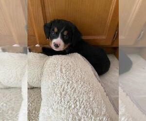 Bernese Mountain Dog Puppy for sale in FINLAYSON, MN, USA