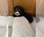 Small Photo #1 Bernese Mountain Dog Puppy For Sale in FINLAYSON, MN, USA