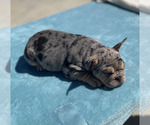 Small Photo #28 French Bulldog Puppy For Sale in LAS VEGAS, NV, USA