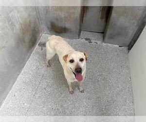 Chinese Shar-Pei-Texas Heeler Mix Dogs for adoption in Lodi, CA, USA