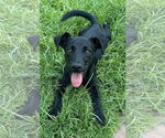 Small #3 Dachshund Mix