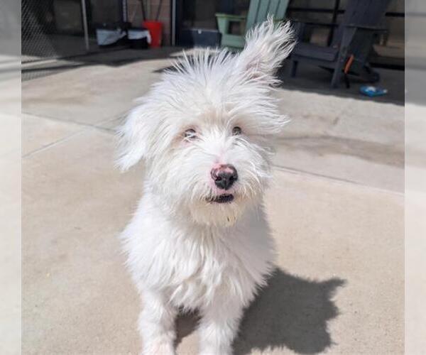 Medium Photo #1 Aussiedoodle Miniature  Puppy For Sale in Denver, CO, USA