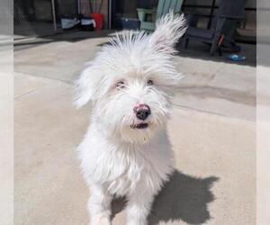 Aussiedoodle Miniature  Dogs for adoption in Denver, CO, USA