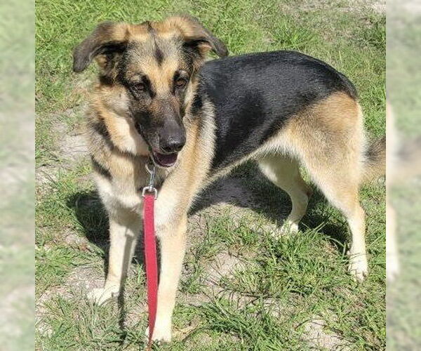 Medium Photo #2 Anatolian Shepherd-German Shepherd Dog Mix Puppy For Sale in Lighthouse Point, FL, USA