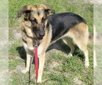 Small #1 Anatolian Shepherd-German Shepherd Dog Mix