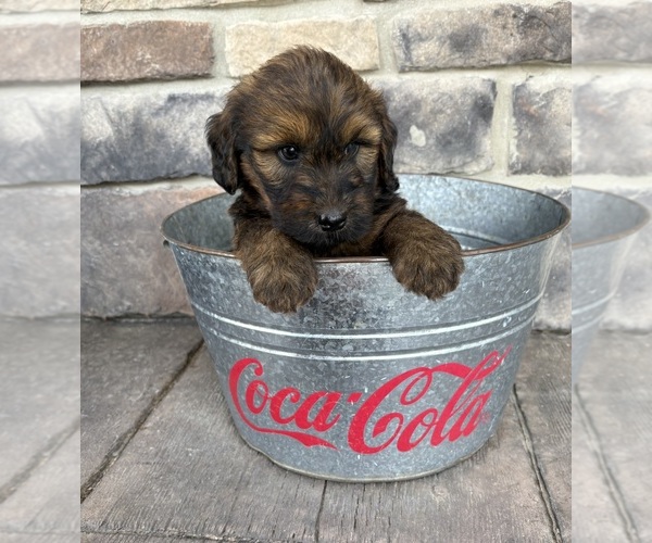 Medium Photo #4 Whoodle (Miniature) Puppy For Sale in MIDDLEBURY, IN, USA