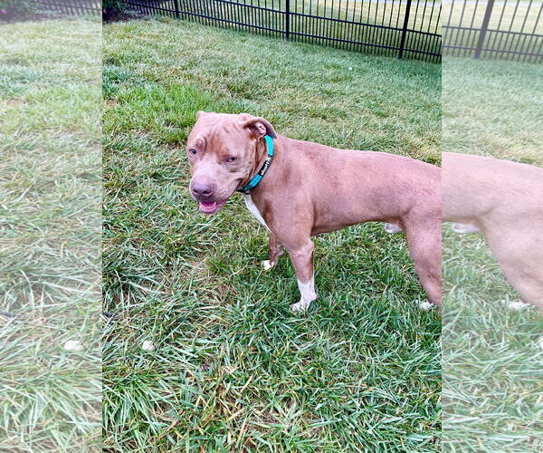 Medium Photo #49 American Pit Bull Terrier-Unknown Mix Puppy For Sale in Germantown, OH, USA