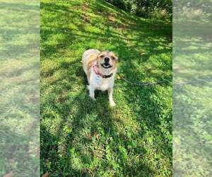 Layla - Female Mutt Dog for Adoption - Photo #3
