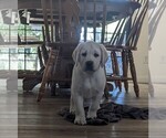 Small Photo #3 Labrador Retriever Puppy For Sale in COARSEGOLD, CA, USA